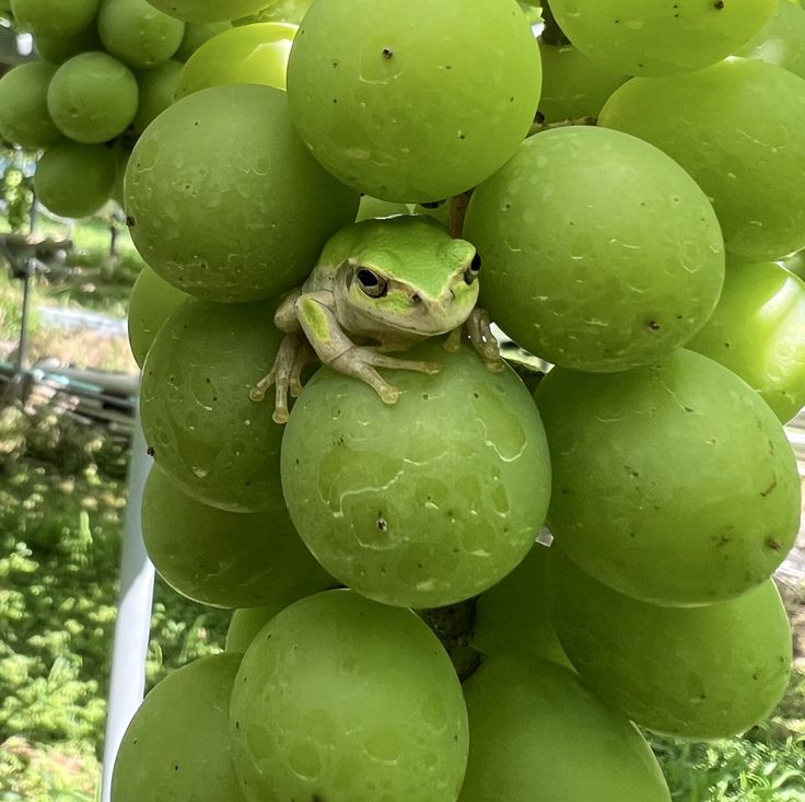 Defeating the Grievous Grape Ghoul